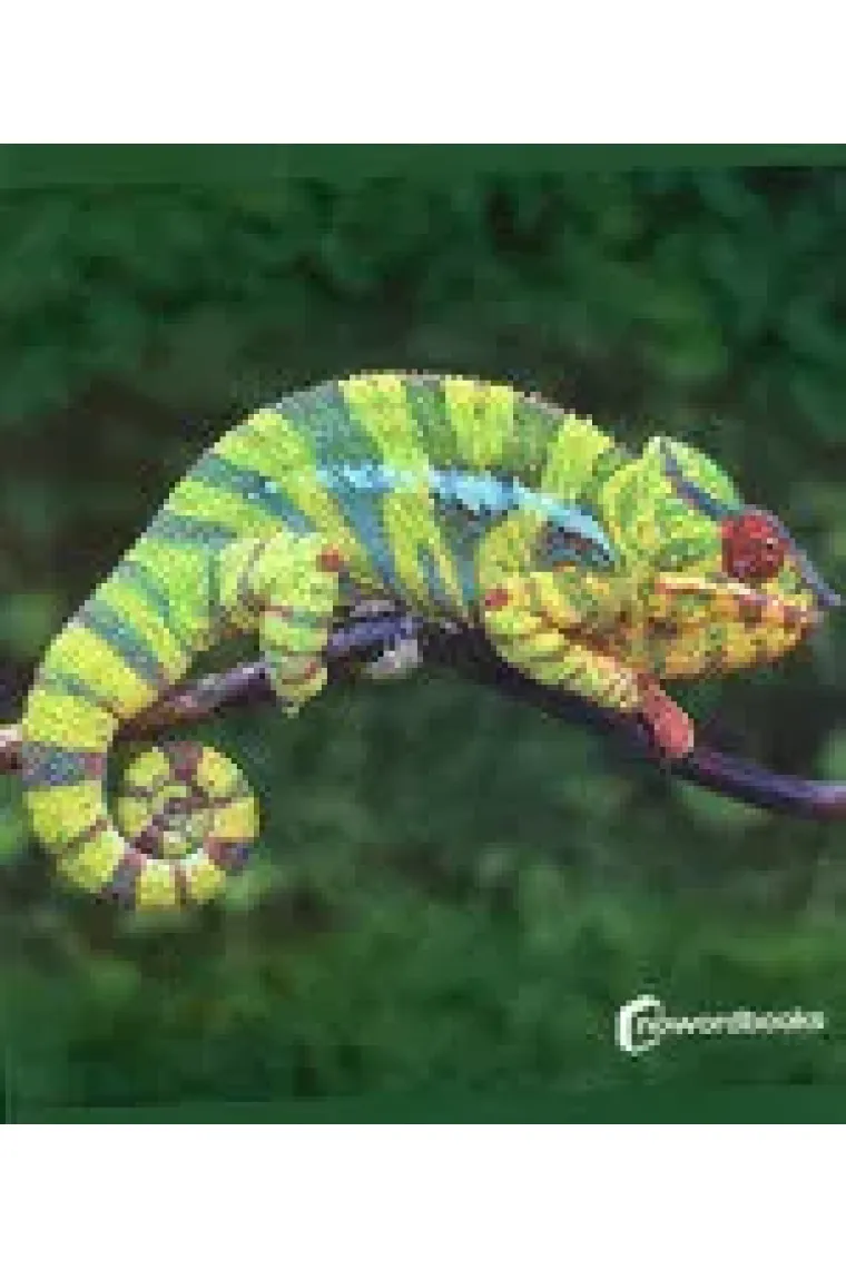 Animales de la selva (gran formato)